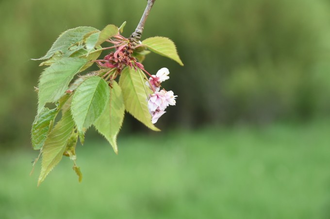 もうほぼ散ってしまった桜でしたが、2本の桜ともにほんの少しだけ咲いていた