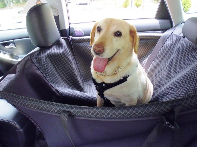 愛犬とドライブ 旅行前に絶対にやっておきたい4項目 自動車情報 ニュース Web Cartop 3ページ目 愛犬とドライブ 旅行前に絶対にやっておきたい4項目 自動車情報 ニュース Web Cartop 3ページ目