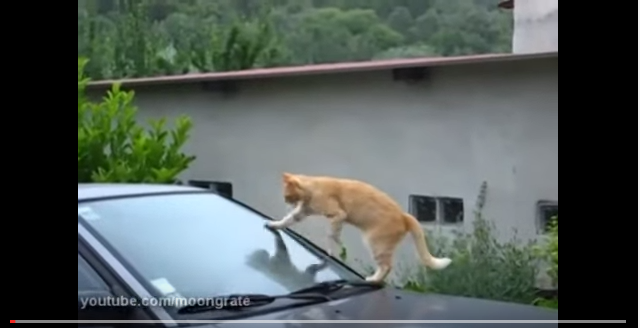 動画 肉球がすり減るほど洗車するネコが可愛過ぎる 自動車情報 ニュース Web Cartop