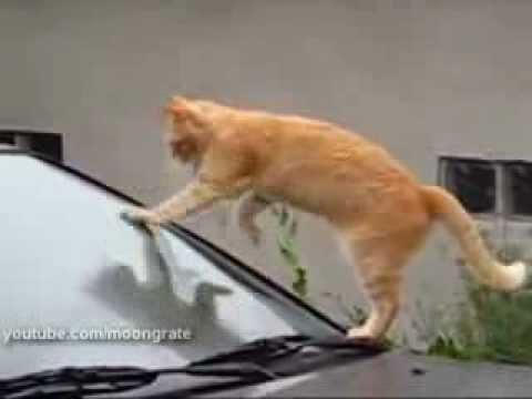 [動画]肉球がすり減るほど洗車するネコが可愛過ぎる！ 〜 画像2