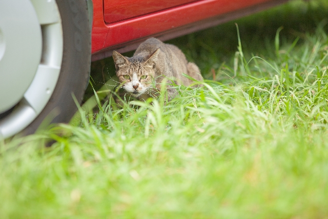 正直ニャメていた 冬場のエンジンルームに潜り込むネコ 自動車情報 ニュース Web Cartop