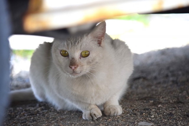 正直ニャメていた 冬場のエンジンルームに潜り込むネコ 自動車情報 ニュース Web Cartop