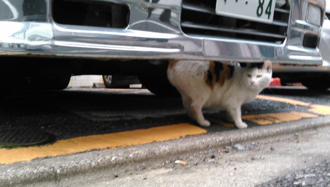 車のボンネットがキズだらけの被害も 猫よけにはカバーや犬が有効 自動車情報 ニュース Web Cartop