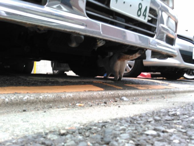 車のボンネットがキズだらけの被害も 猫よけにはカバーや犬が有効 自動車情報 ニュース Web Cartop