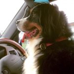 【画像】【危険】愛犬を膝の上に乗せて運転するのは道交法違反！ 〜 画像2
