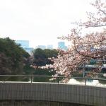 【画像】今だけは渋滞歓迎！　桜の季節に考える首都高の制限速度と現実の速度の乖離 〜 画像4