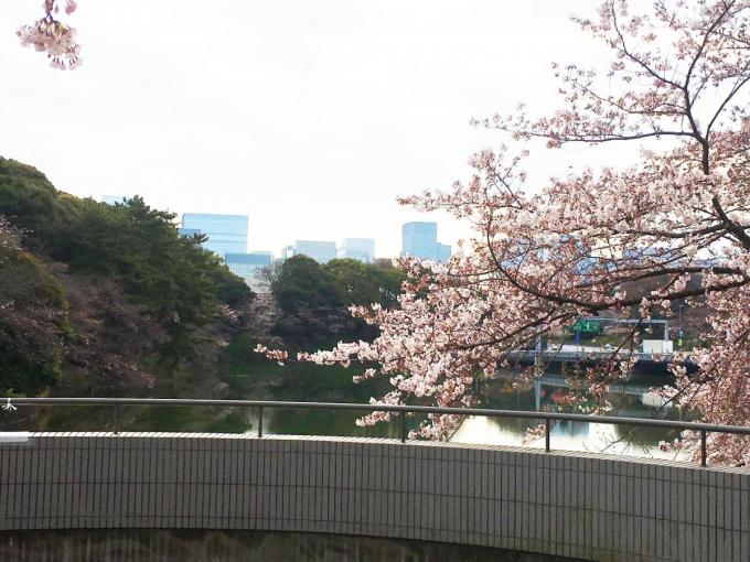 今だけは渋滞歓迎 桜の季節に考える首都高の制限速度と現実の速度の乖離 自動車情報 ニュース Web Cartop