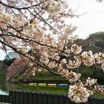 【画像】今だけは渋滞歓迎！　桜の季節に考える首都高の制限速度と現実の速度の乖離 〜 画像3