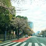 【画像】今だけは渋滞歓迎！　桜の季節に考える首都高の制限速度と現実の速度の乖離 〜 画像5