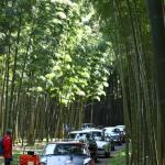 【画像】名車ゾロゾロ53台！　秋の栃木で豪華なパレードランを行った 〜 画像40