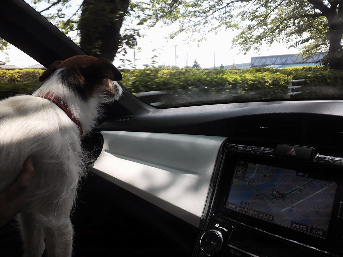 愛犬との正しいドライブ 〜 画像5