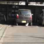 【画像】タクシー会社の車庫には野良ネコが住み着く！　ネコにとってパラダイスな理由とは 〜 画像1