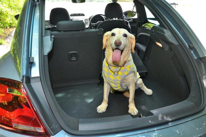 犬の車への乗せ方とは 車の選び方とおすすめ車６台 自動車情報 ニュース Web Cartop