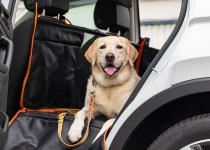 フォルクスワーゲンからペットのプロが監修した愛犬が快適にドライブできる待望のアイテム登場