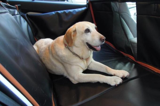 愛犬家でも間違っている人多数 ワンコが安全かつ快適にドライブできるために覚えておくこと８つ 自動車情報 ニュース Web Cartop