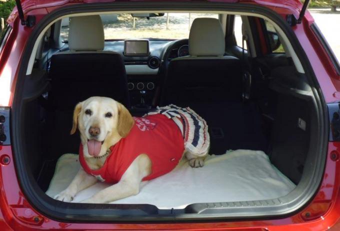 愛犬家でも間違っている人多数 ワンコが安全かつ快適にドライブできるために覚えておくこと８つ 自動車情報 ニュース Web Cartop