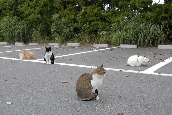 年間4万7000件も撥ねられている クルマで走行中動物が飛び出してきた場合はどうするのが正解 自動車情報 ニュース Web Cartop