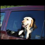 【画像】犬好き要注意！　愛犬とのドライブでありがちな危険＆道交法違反な行為３つ 〜 画像13