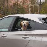 【画像】犬好き要注意！　愛犬とのドライブでありがちな危険＆道交法違反な行為３つ 〜 画像14