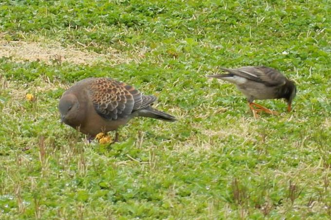 塗装は傷むしムリに拭けばキズに クルマに鳥のフンが付着した際の除去方法とは 自動車情報 ニュース Web Cartop 塗装は傷むしムリに拭けばキズに クルマに鳥のフンが付着した際の除去方法とは 自動車情報 ニュース Web Cartop