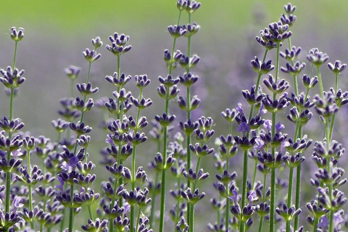 コロナ禍で売れなくなった商品ランキング１位は酔い止め薬 恐怖の 車酔い が起こる理由と予防策 自動車情報 ニュース Web Cartop 2ページ目