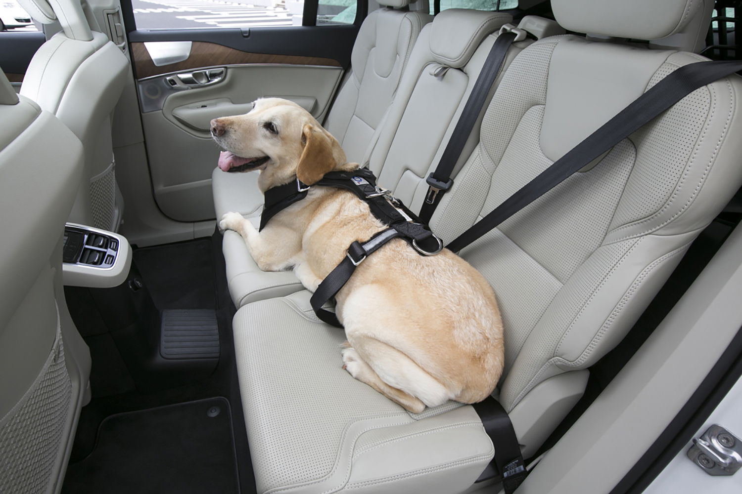 快適で安全な愛犬とのドライブの楽しみ方 〜 画像2