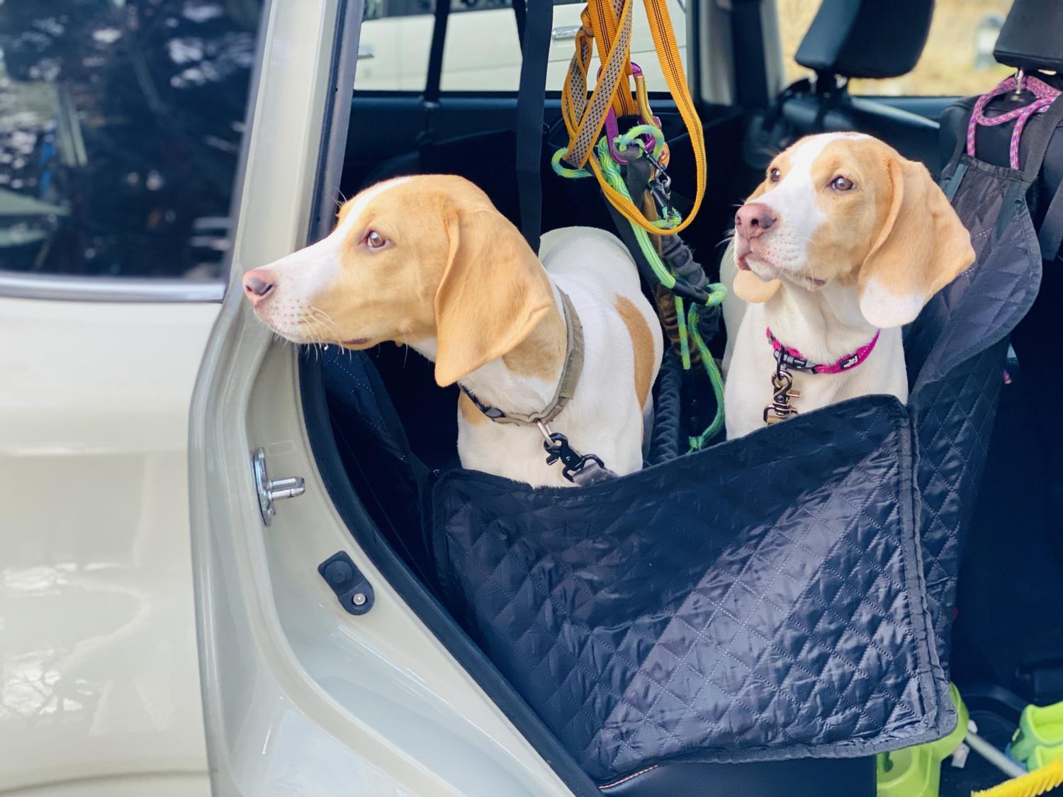 犬用のシートに収まった２頭の犬