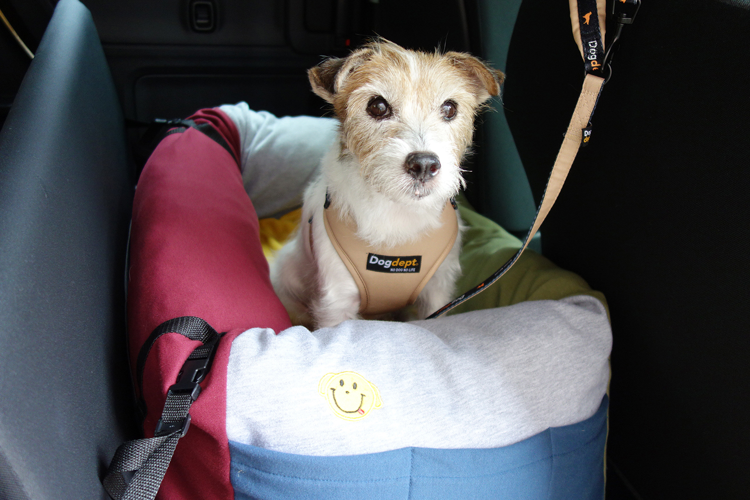 快適で安全な愛犬とのドライブの楽しみ方 〜 画像13