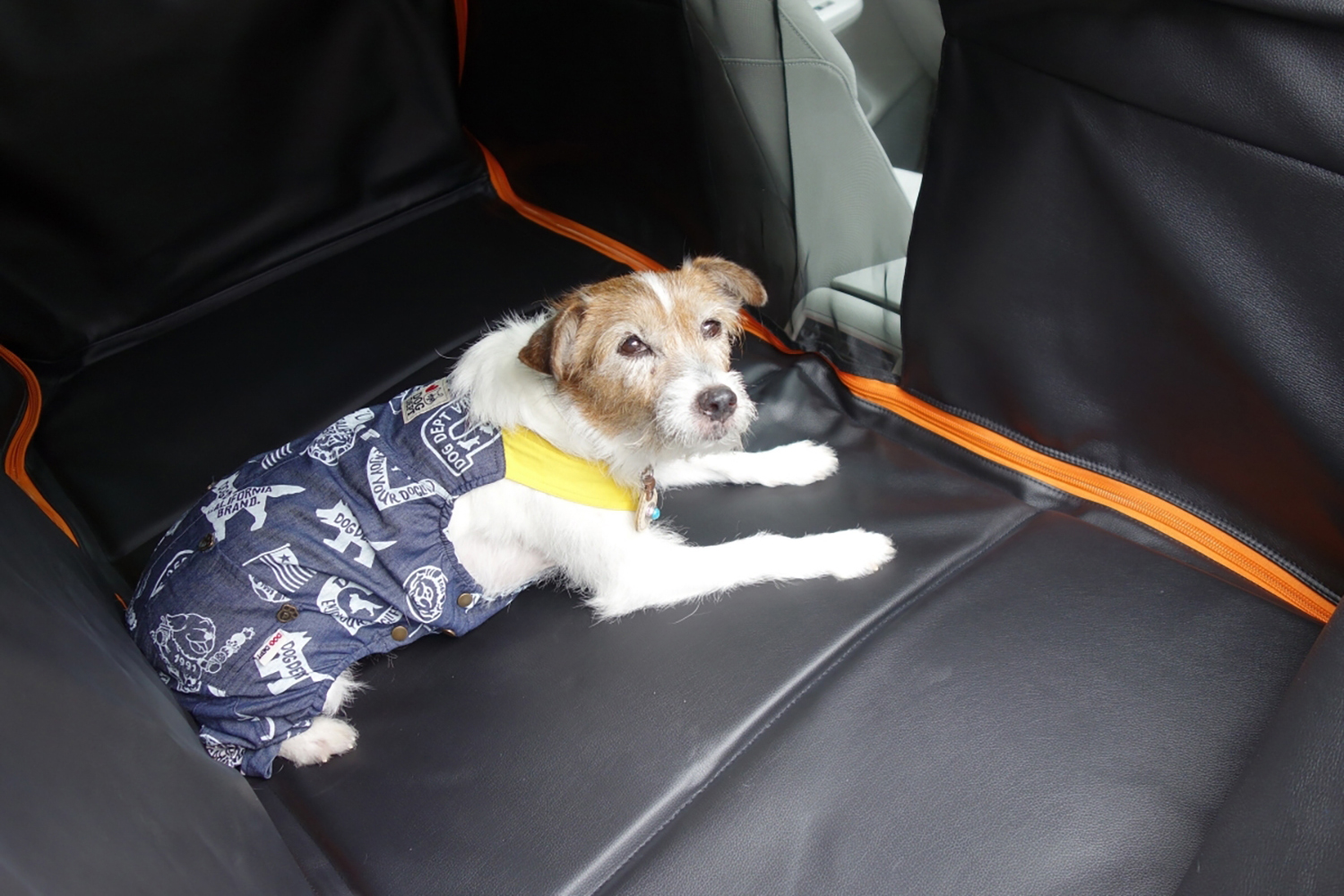 快適で安全な愛犬とのドライブの楽しみ方 〜 画像12