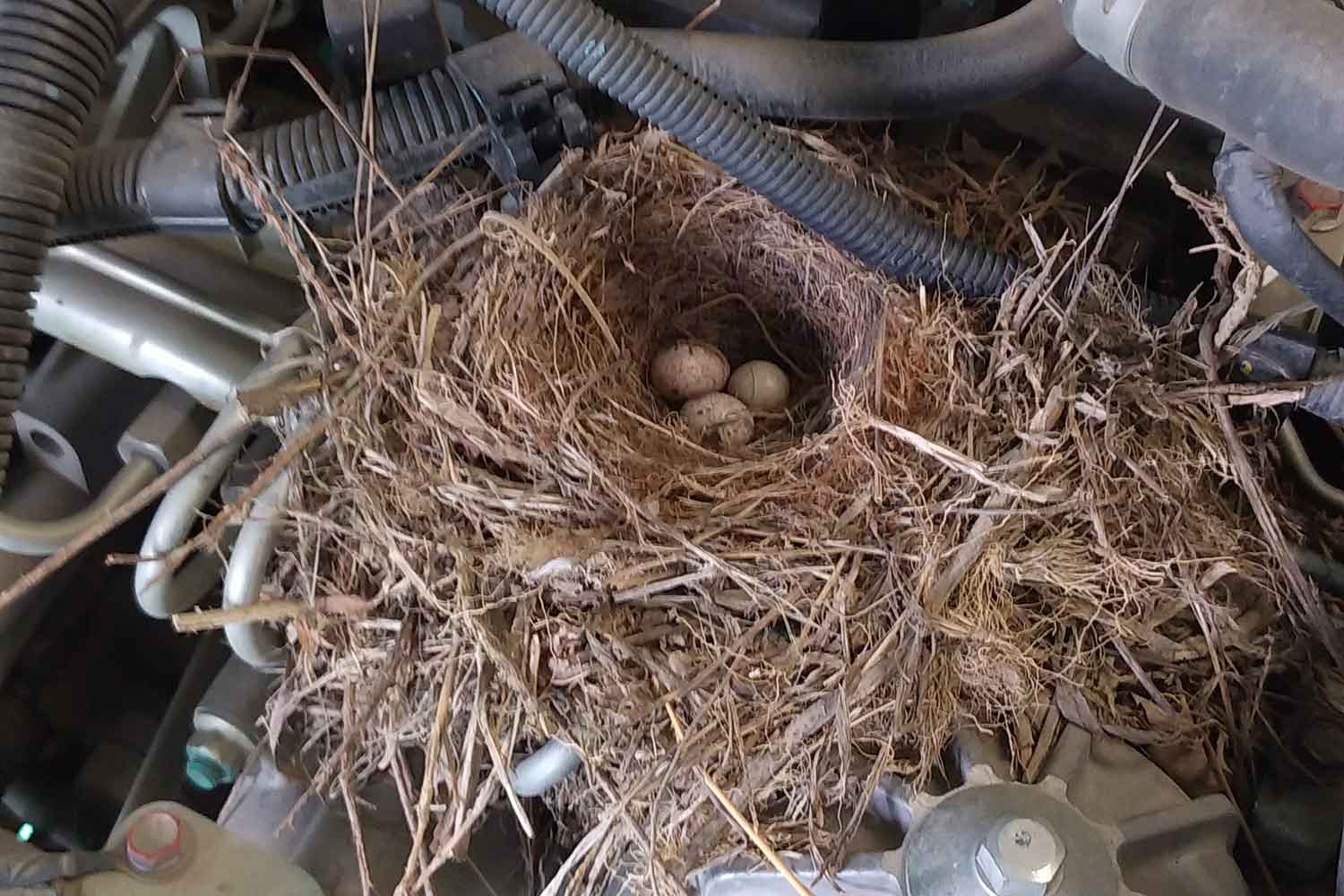 自動車のエンジンルームに鳥の巣が作られている写真