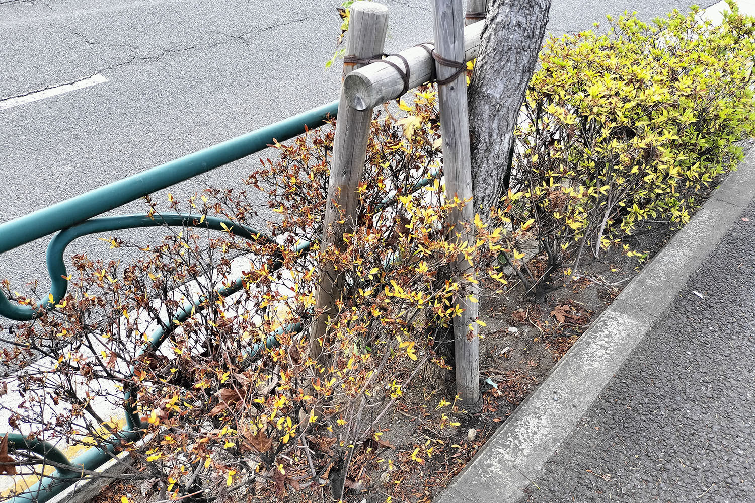 枯れた歩道の街路樹 〜 画像2