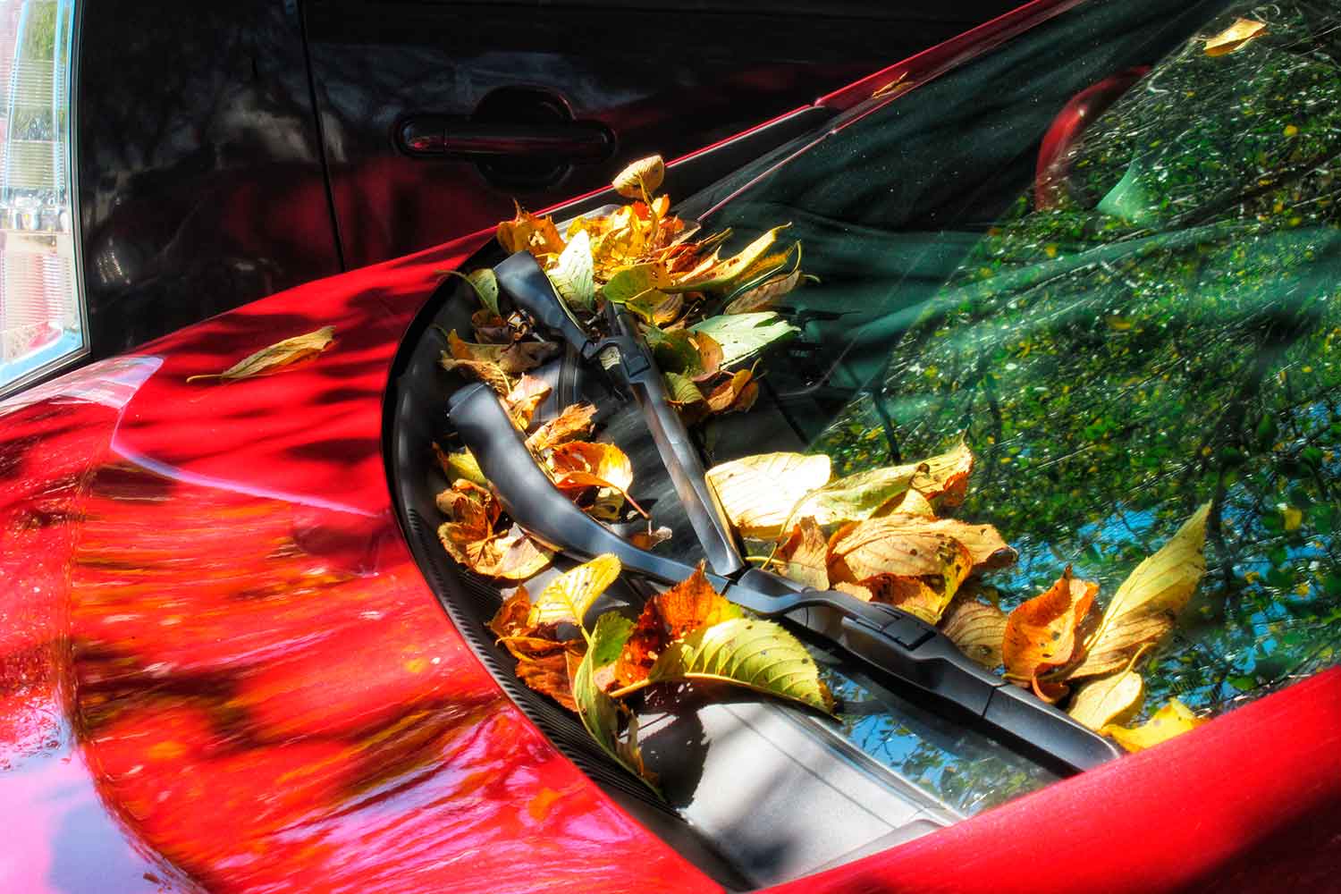 自動車のフロントガラスに大量の落ち葉のイメージ写真 〜 画像4