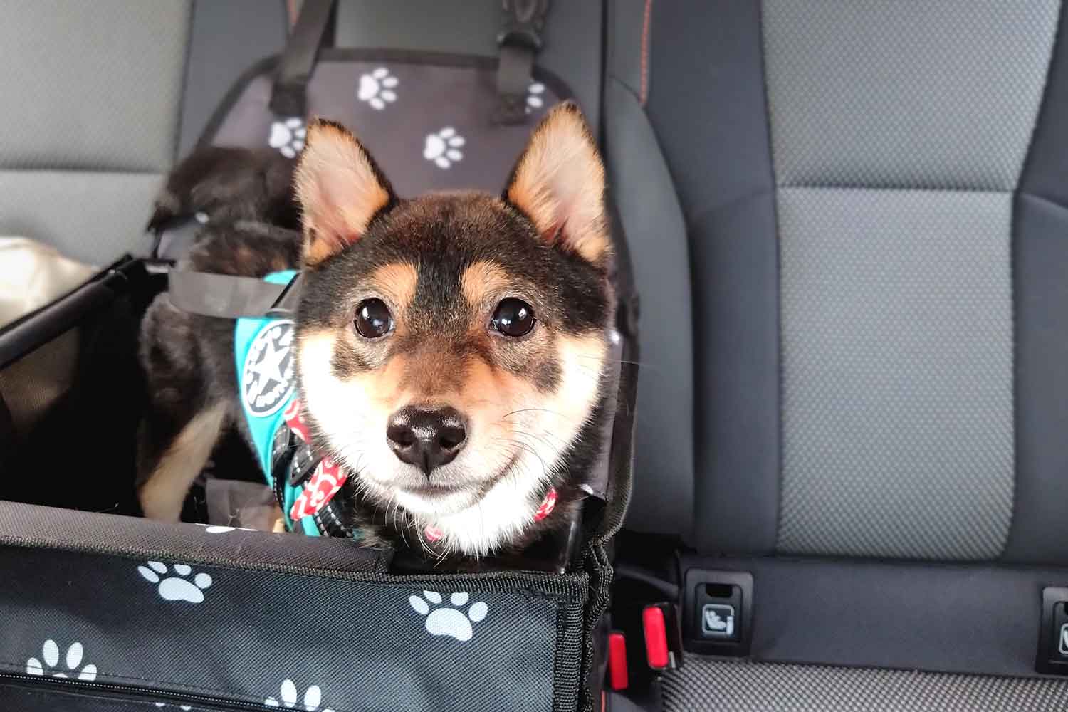 車内でおとなしくしているペットの犬