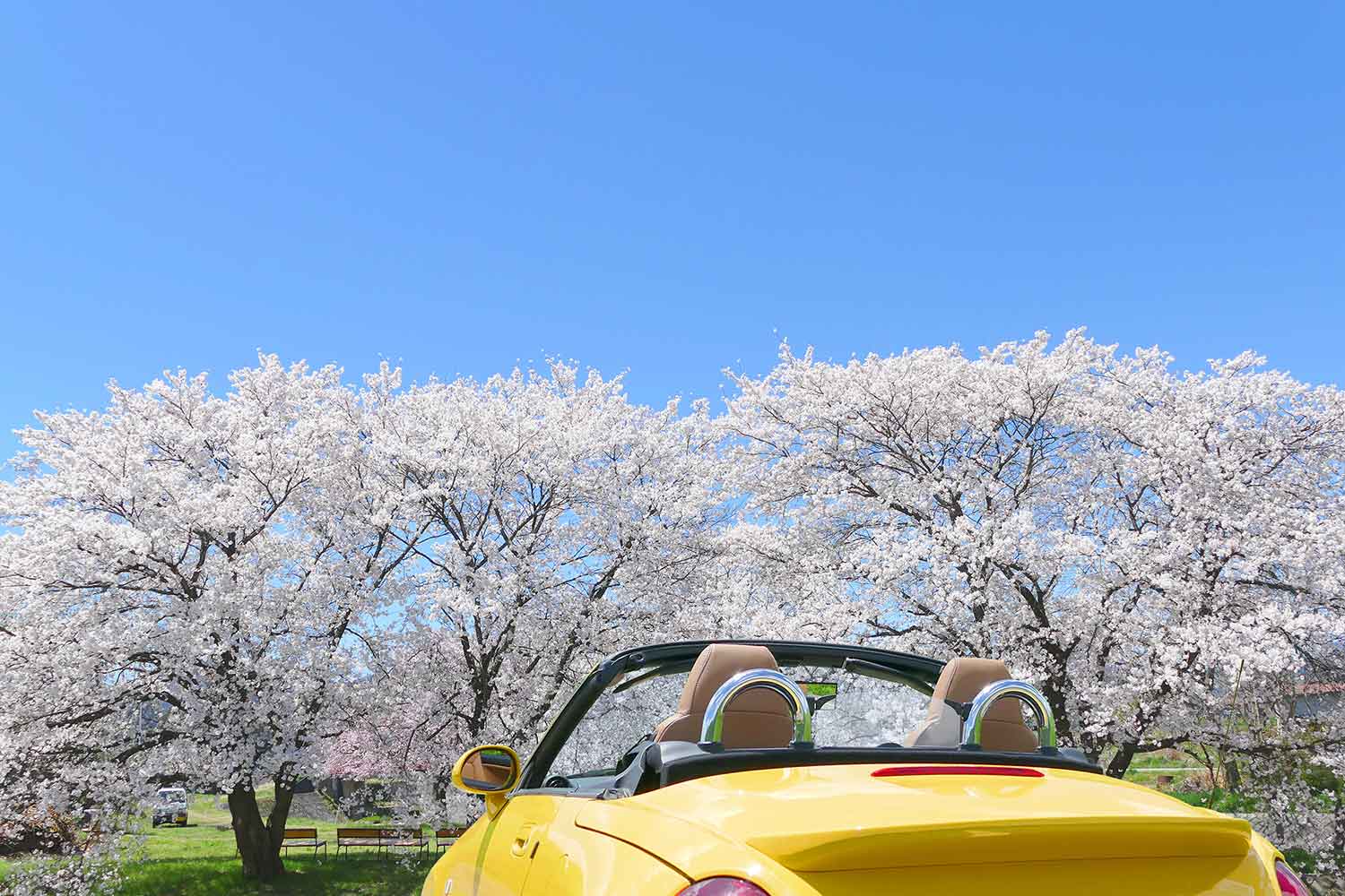 桜の木と黄色いオープンカー